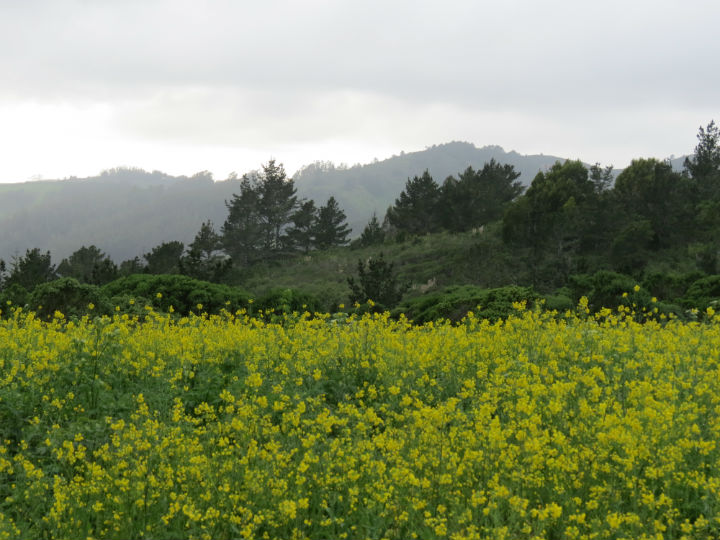 Santa Cruz Mountains